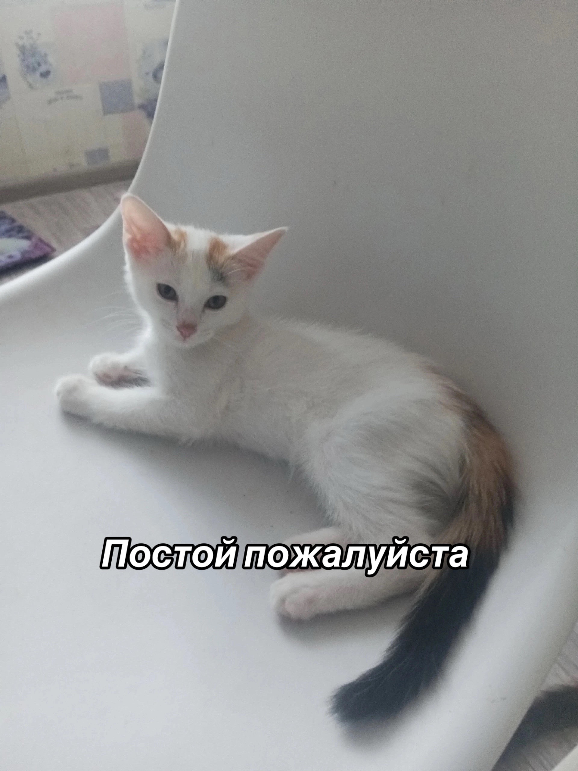 @Приют Потеряшка
