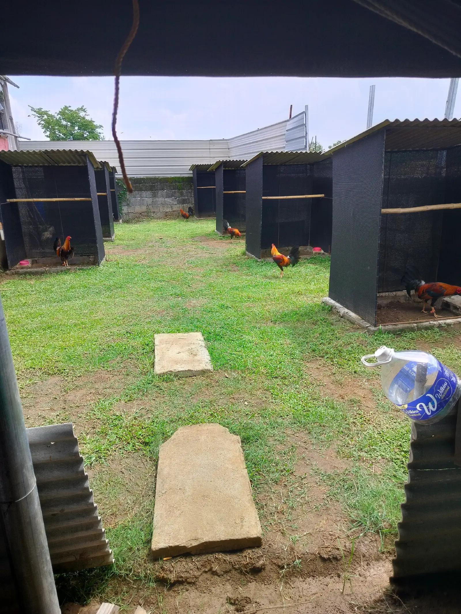 @Edmond Caguioa