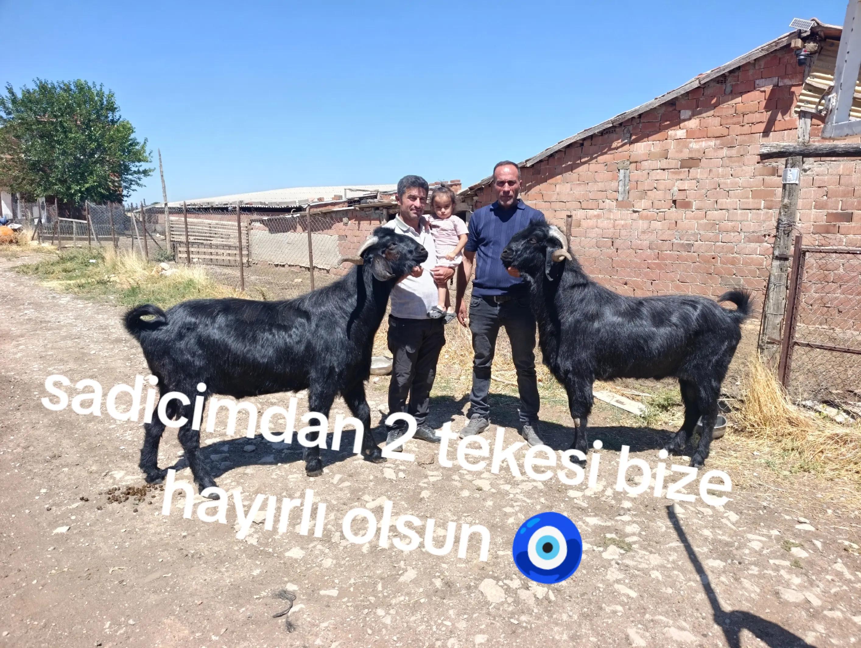 @Y&ouml;r&uuml;koğlu Yaşar 20