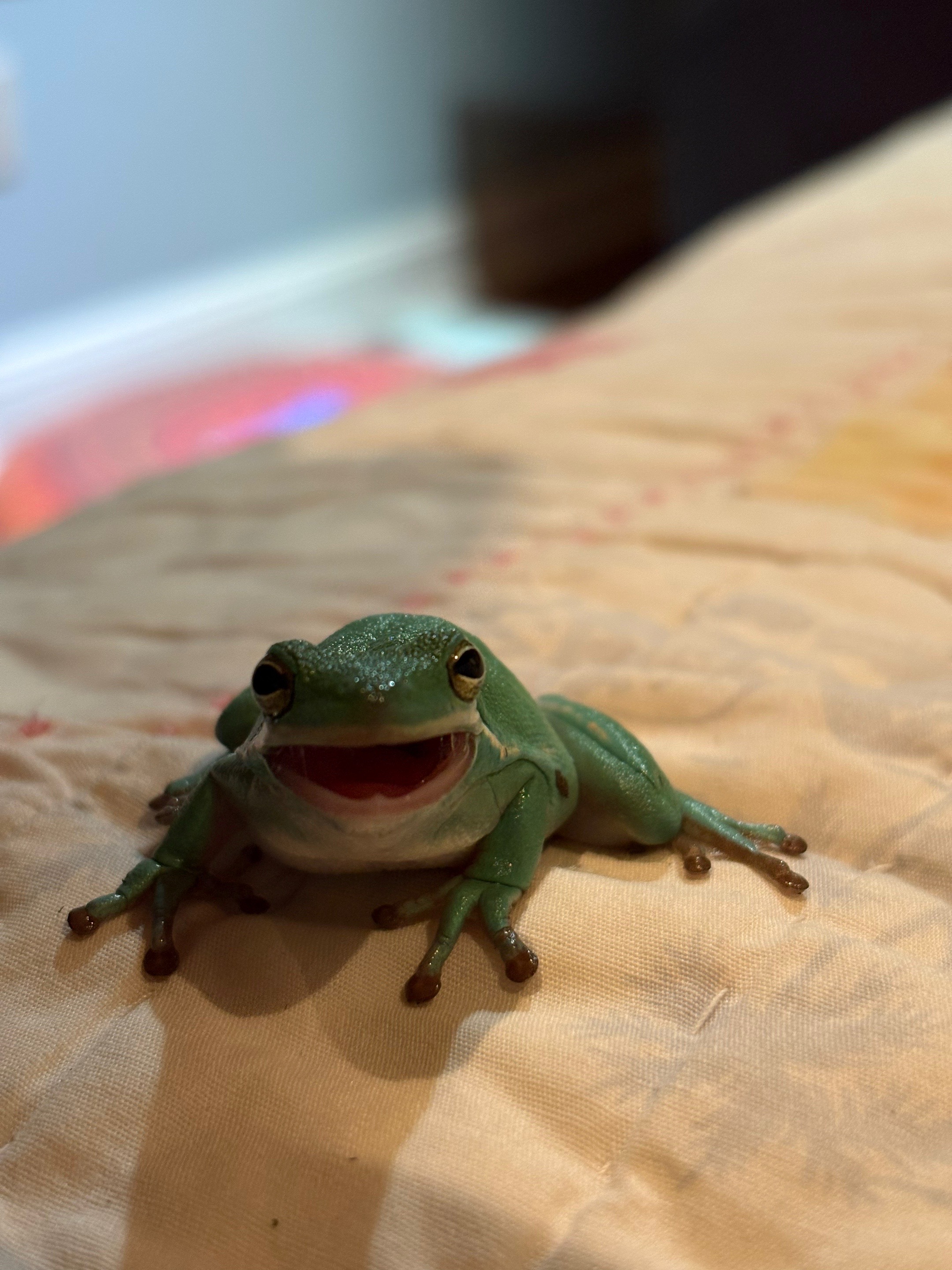 @daily FROG posts 🐸