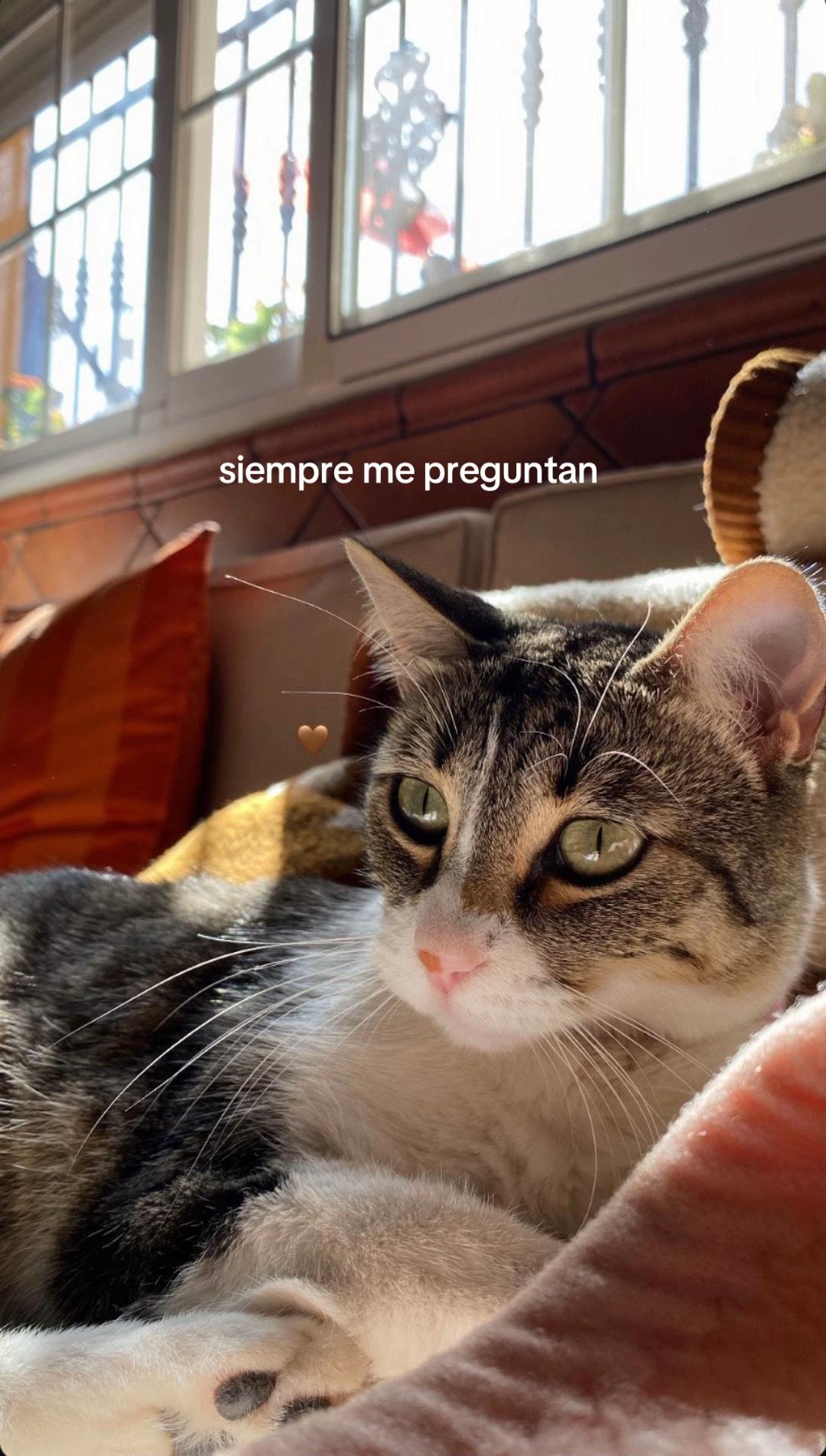 @aleex 🐆