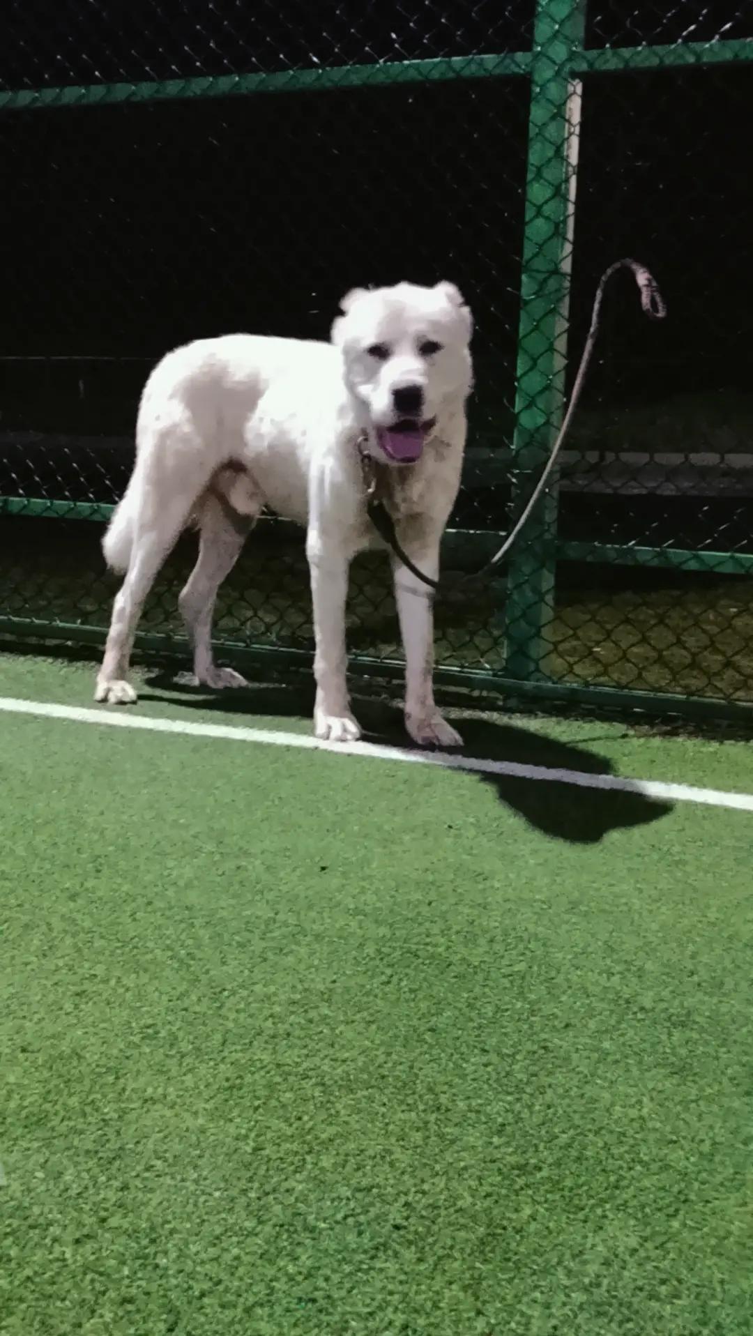 @🥇 QOROÇ🥇POTA 🥇