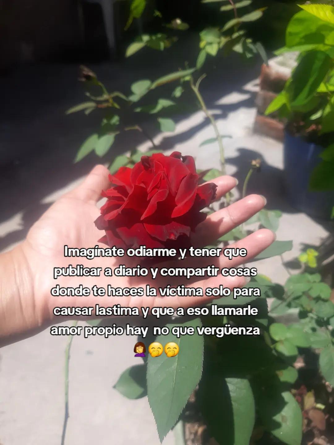 @Ana Preza👩🍳🍮🥰🧚♀️💐🌻🥰