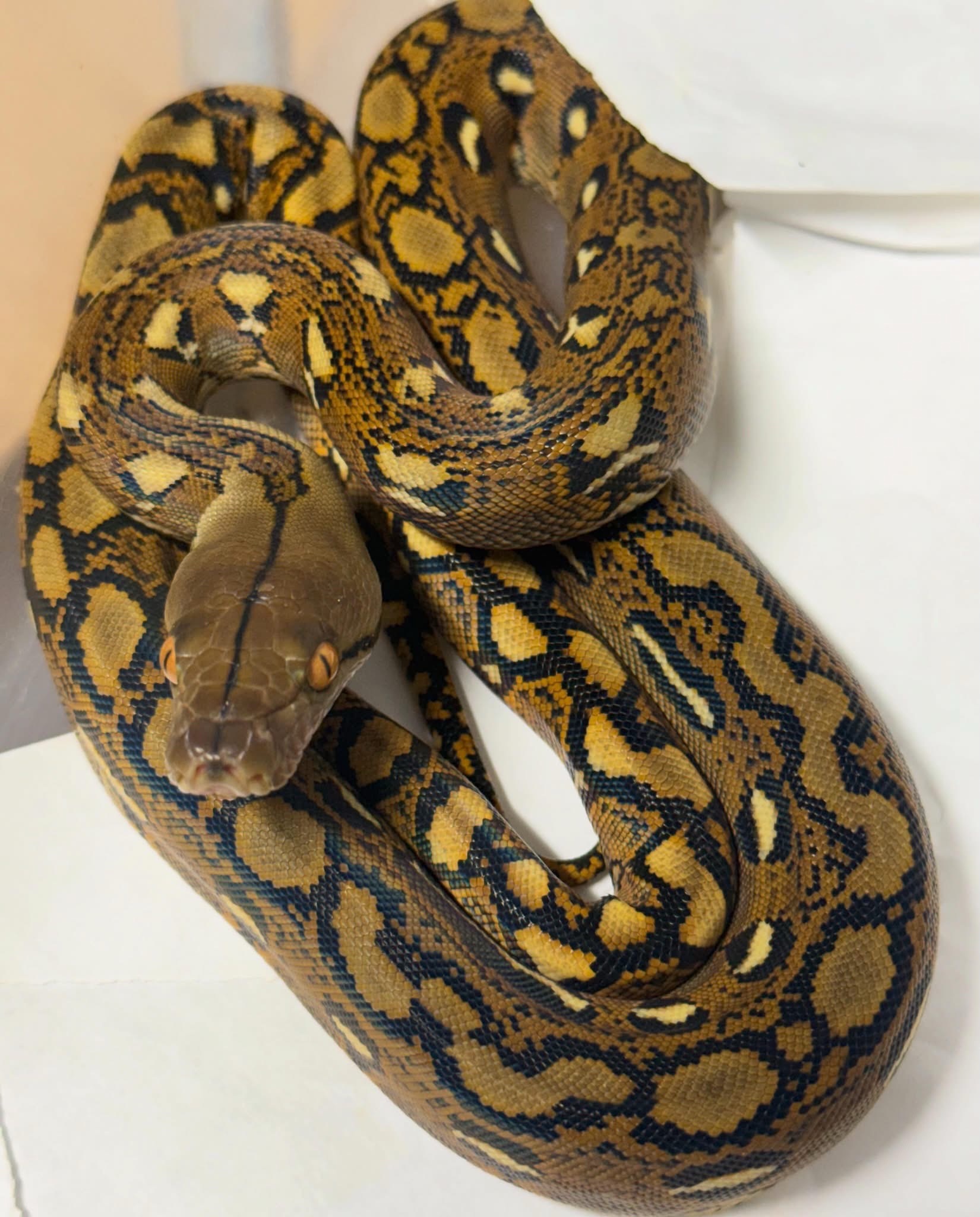 @Phylogeny Reptilia