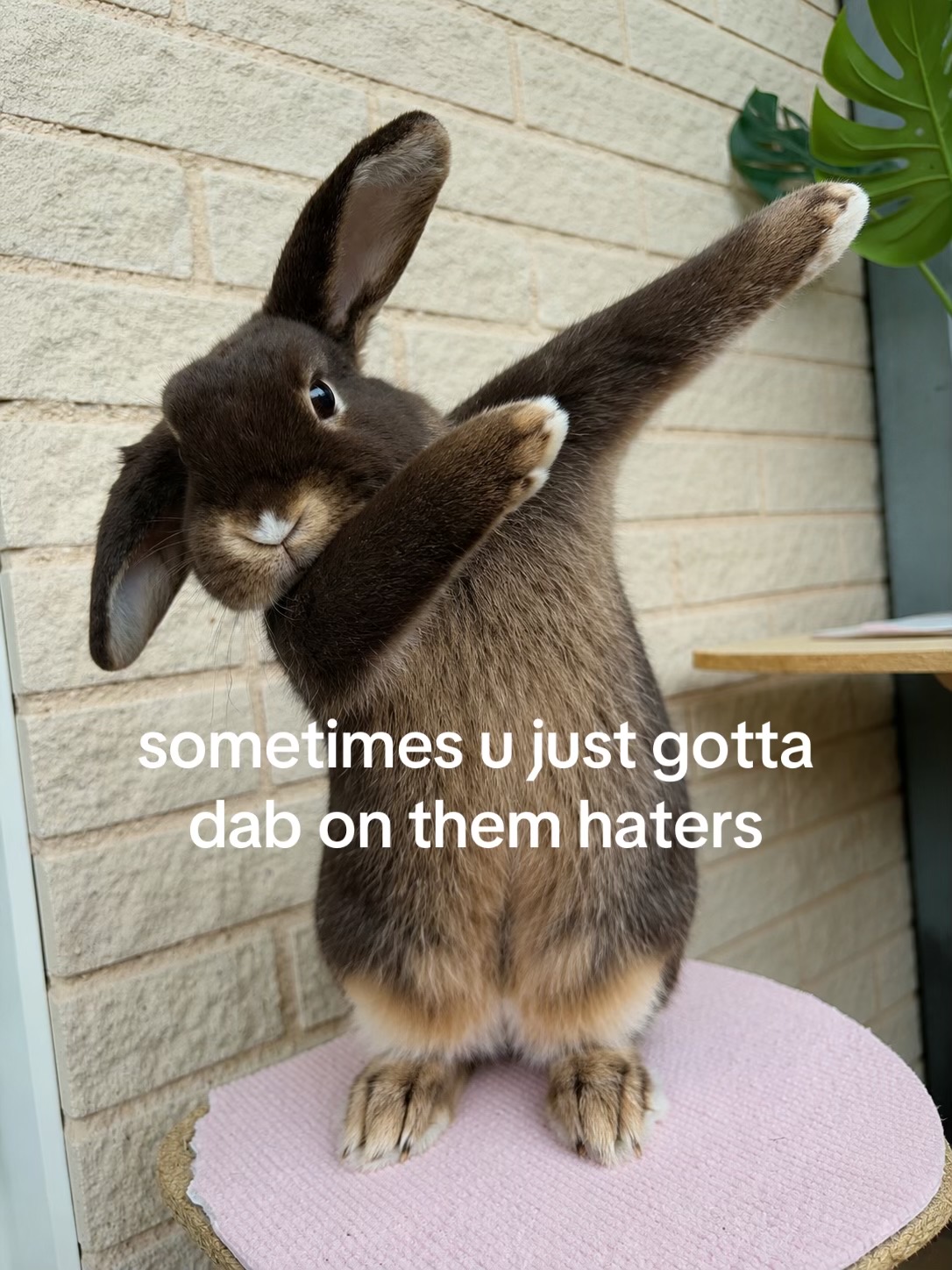 @Tiny bunny Arwen ✨