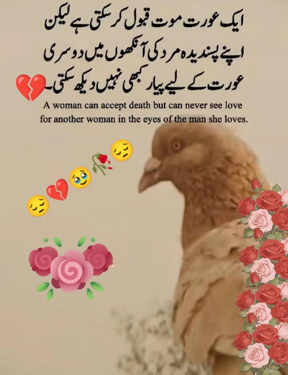 @Hassan Hussain💞