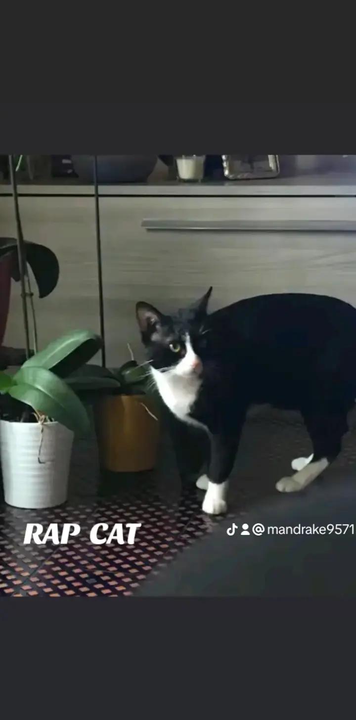 @RAP  CAT