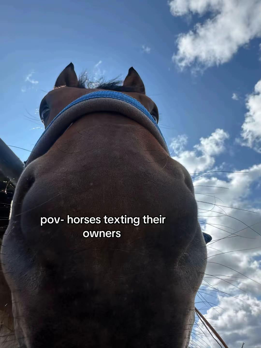@BlackHeartEquestrian