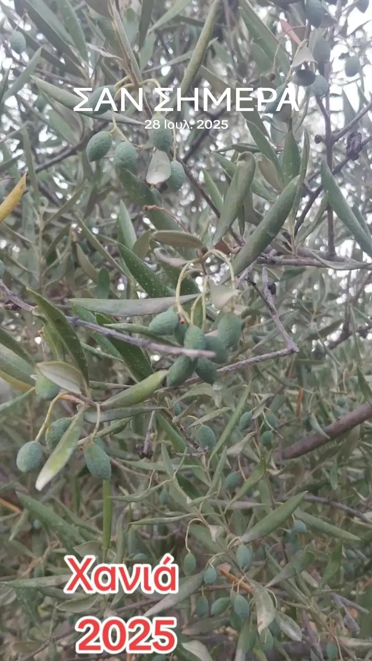 @&Alpha;&gamma;&alpha;&lambda;&iota;&alpha;&nu;ό&sigmaf; &Iota;&omega;ά&nu;&nu;&eta;&sigmaf; &Gamma;&epsilon;&omega;&pi;ό&nu;&omicron;&sigmaf;