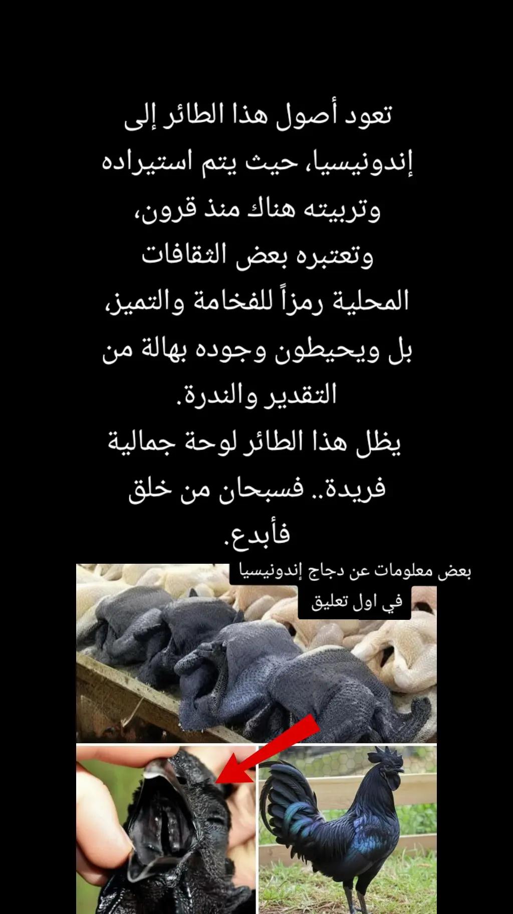 @سليم محتوى خاص بي قصص جميلة