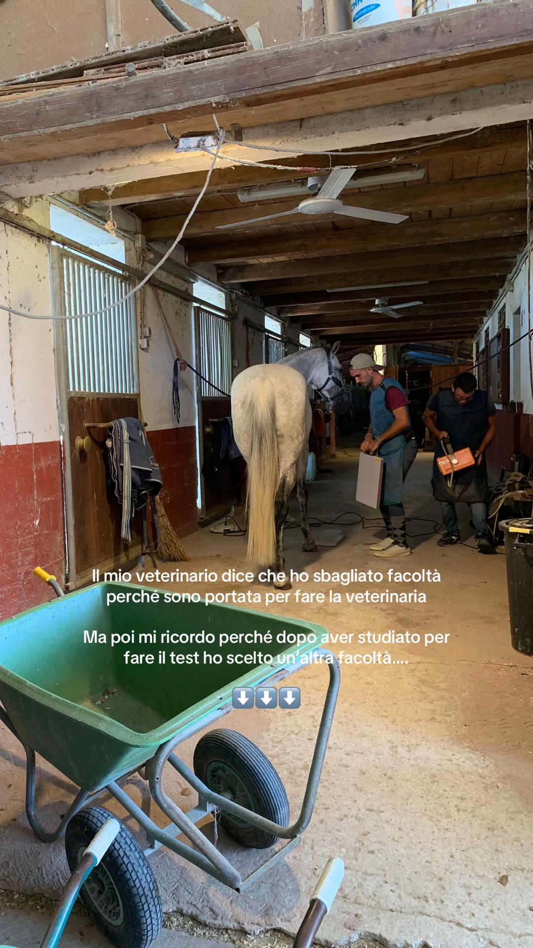 @equestrian_ale