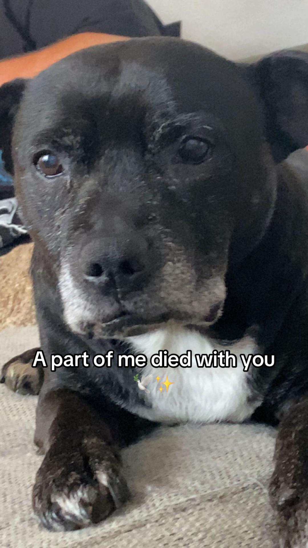 @Jessie 🐶