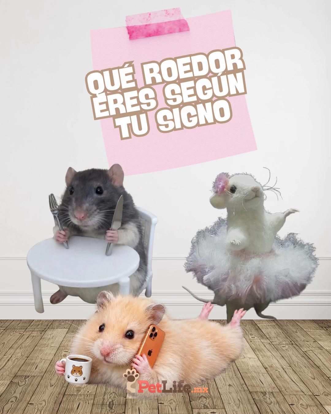 @Petlife