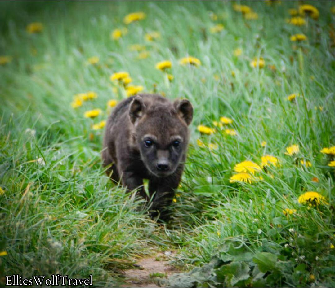 @Ellie&rsquo;s Wolf Travel 🐺