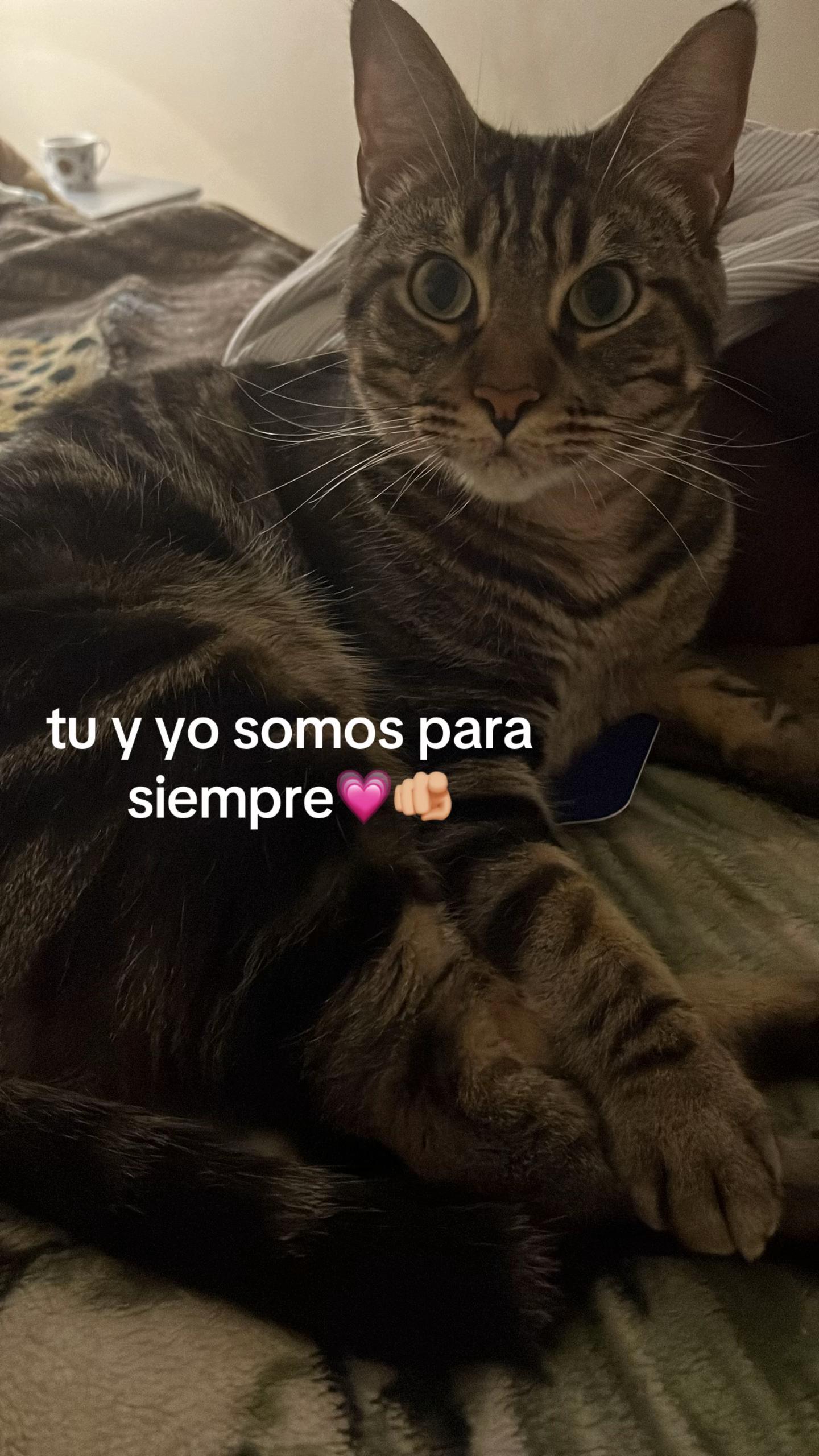 @Cloe-Leo 🤍🧡cats