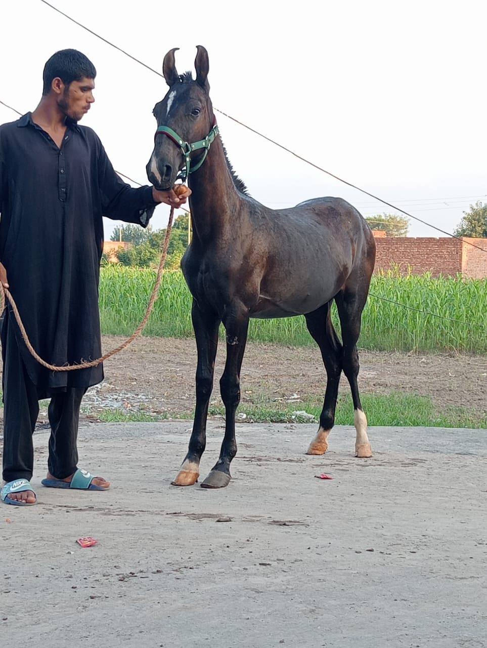 @Only Horse Video 🐴🐴