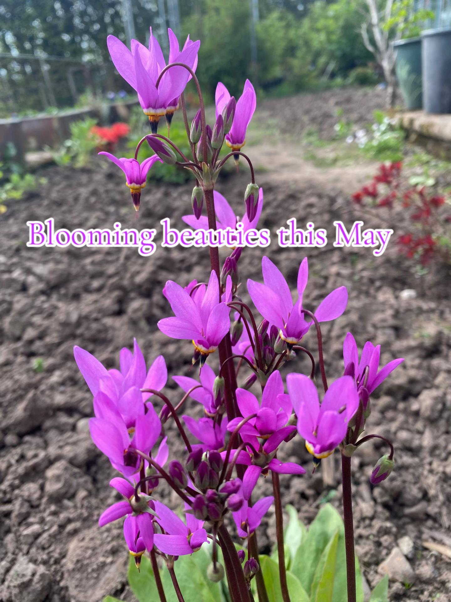 @BloomingFibres