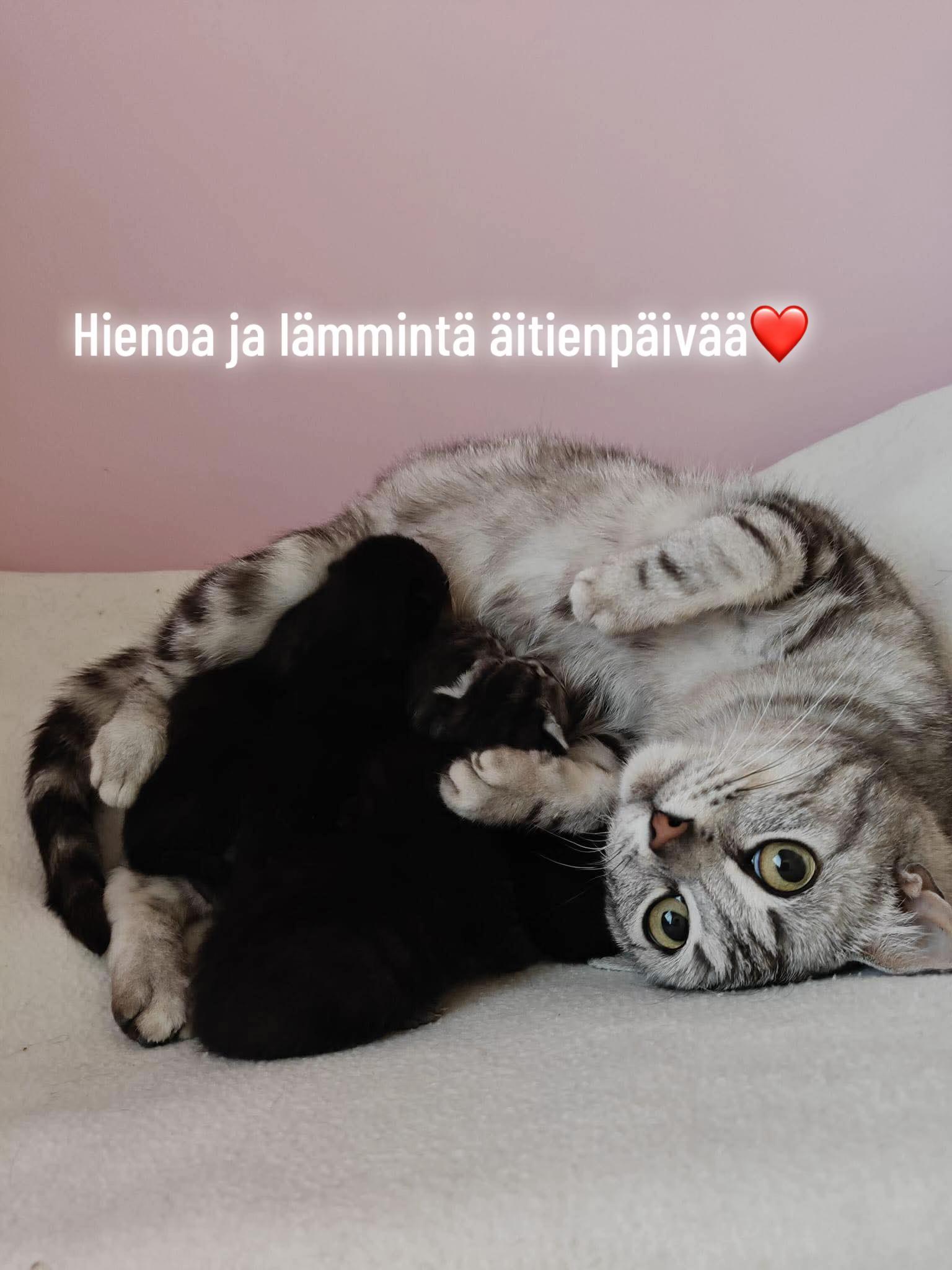 @VierashuoneSimo  (Simo Tolonen