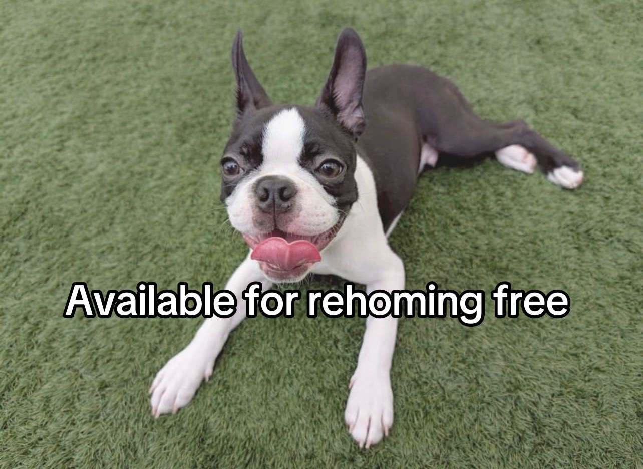 @Boston terriers puppies