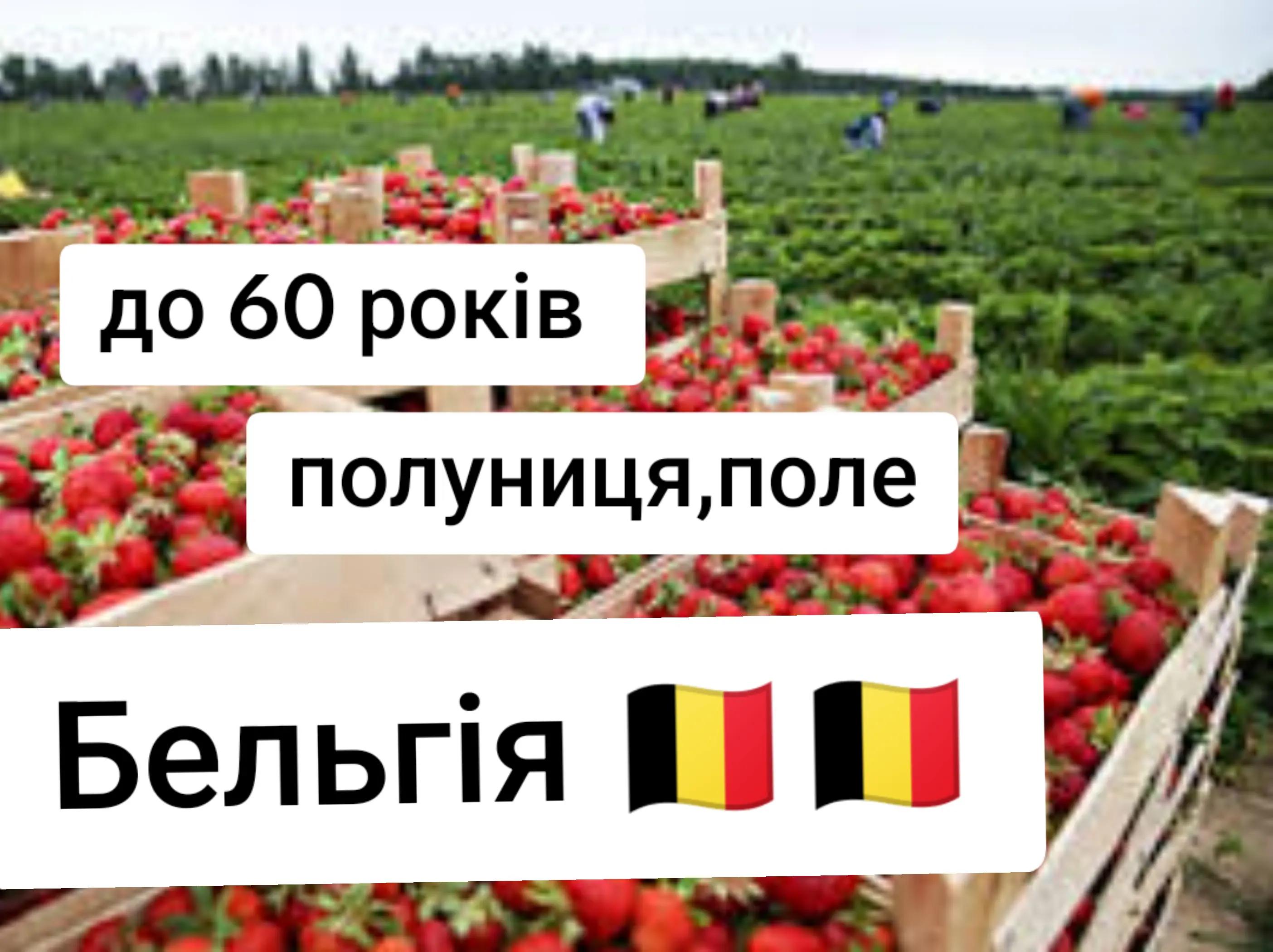 @Бельгія та Нідерланди