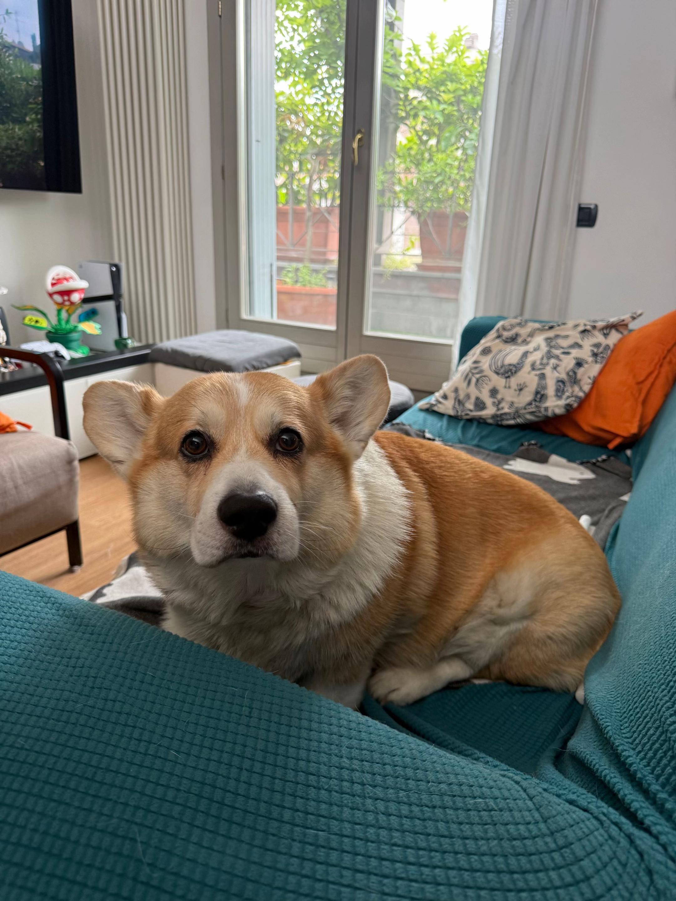 @Cheddar the Corgi