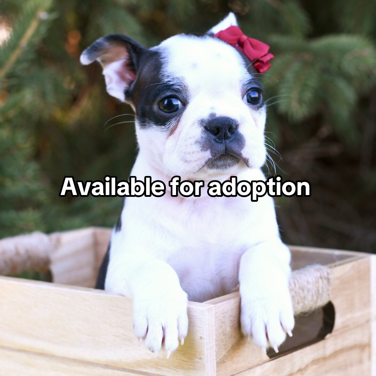 @Boston terriers for adoption