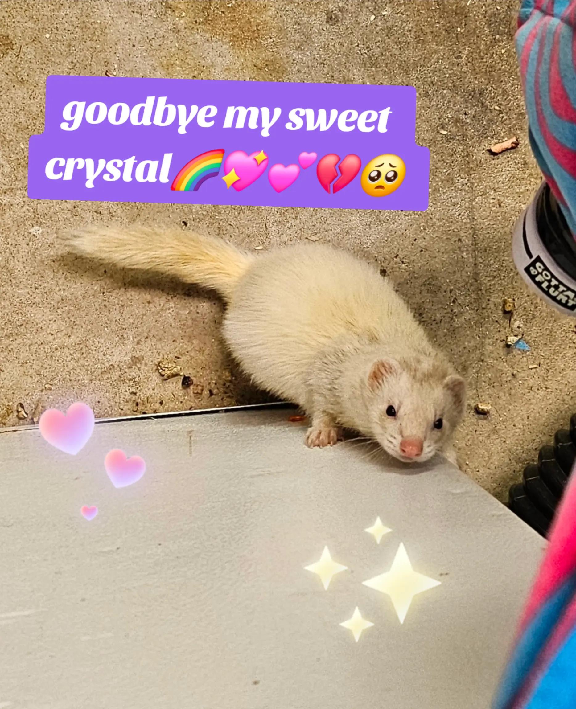@fidget_batty🦇