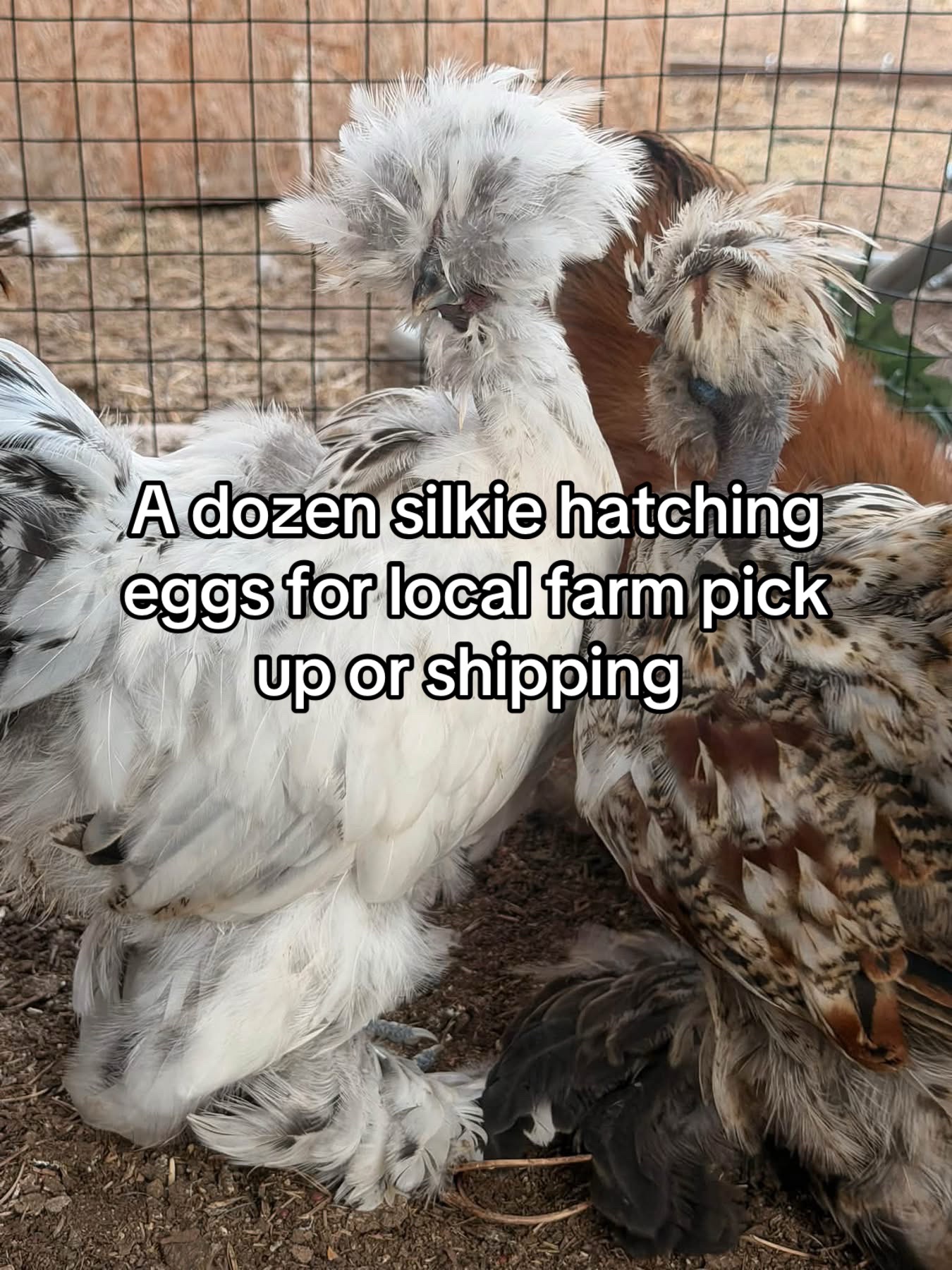 @Matthew’s Feathered Farm