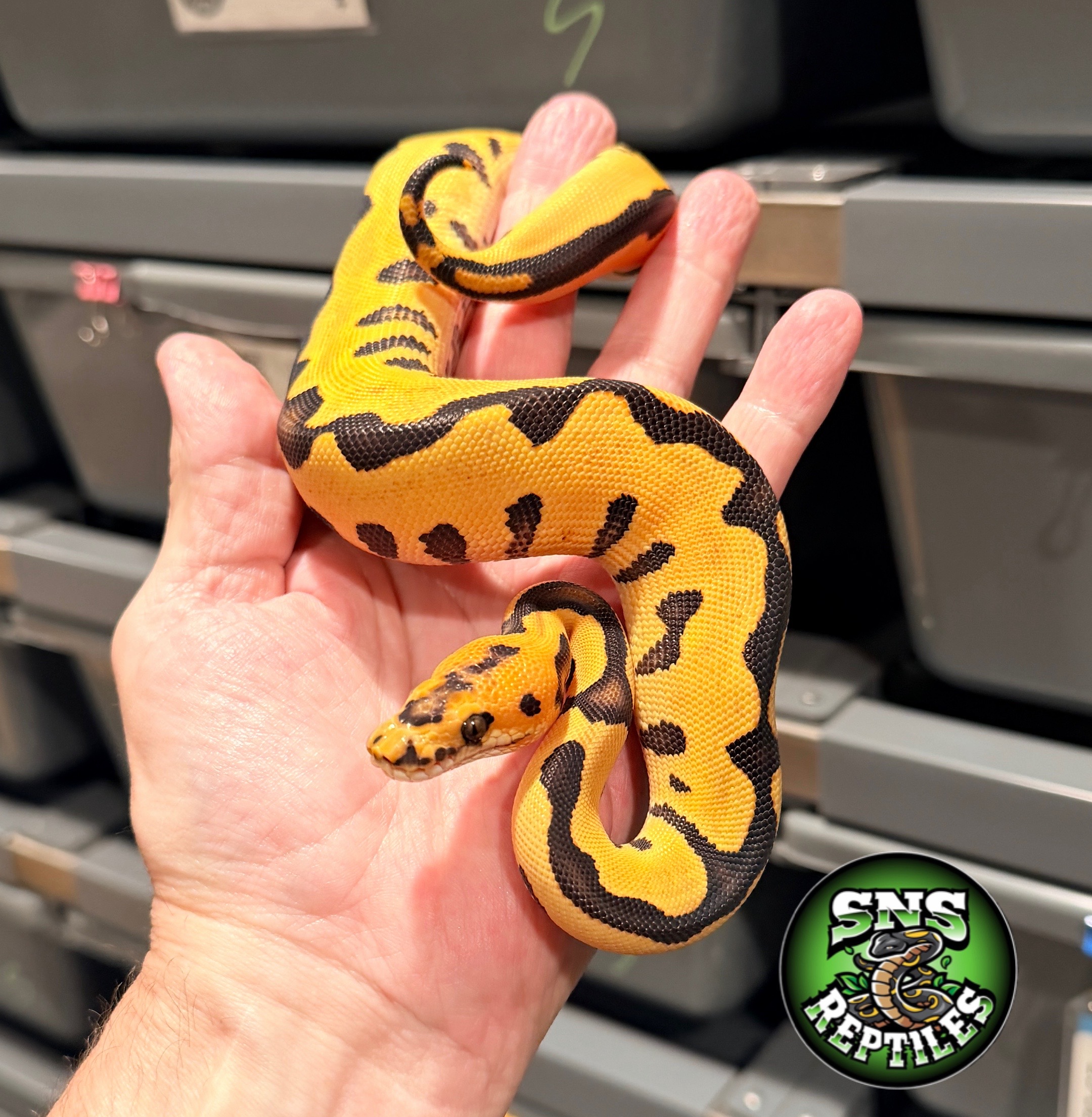 @SNS Reptiles