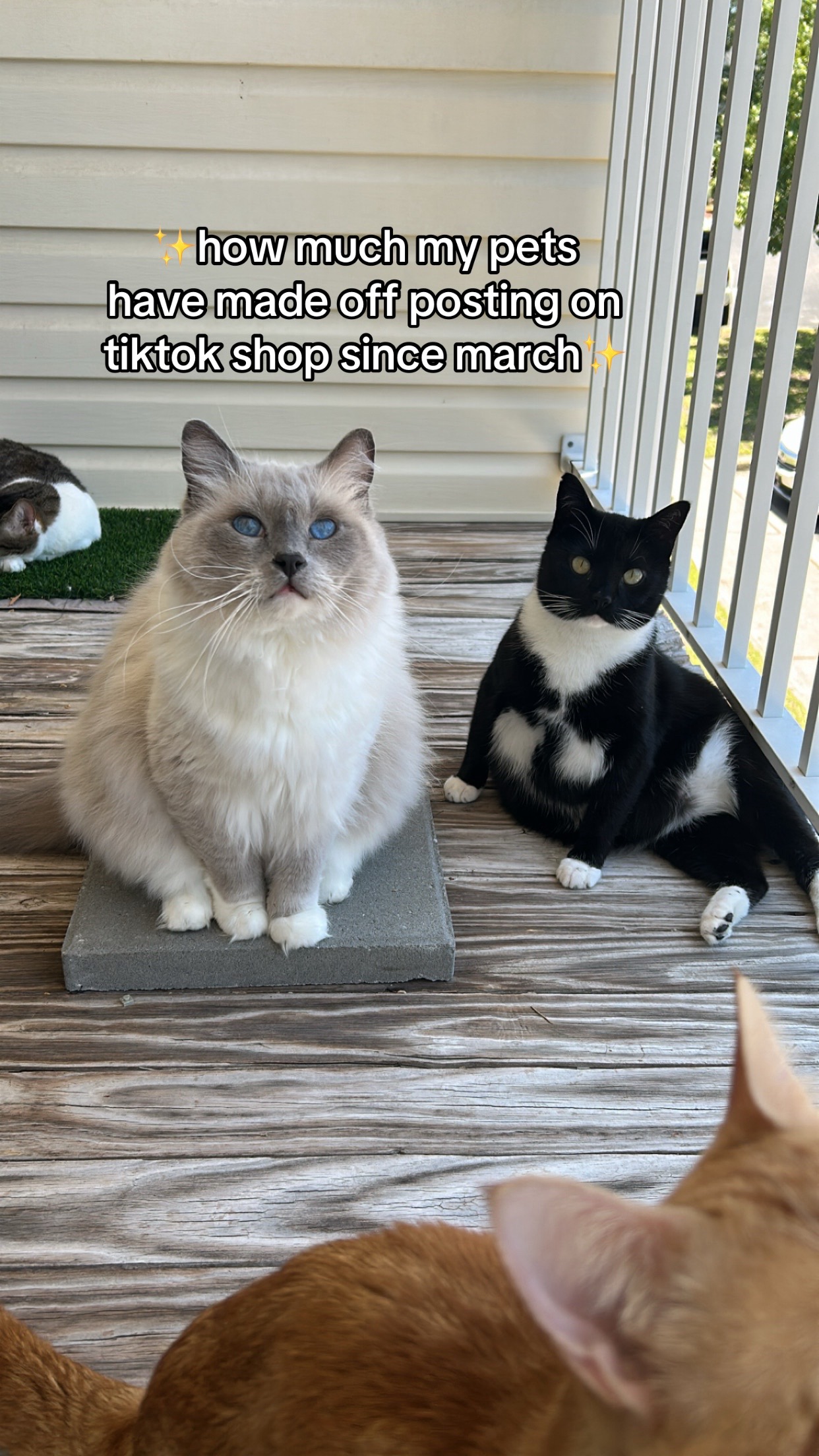@lora&rsquo;s lil crew 🐈&zwj;⬛🫶🏼