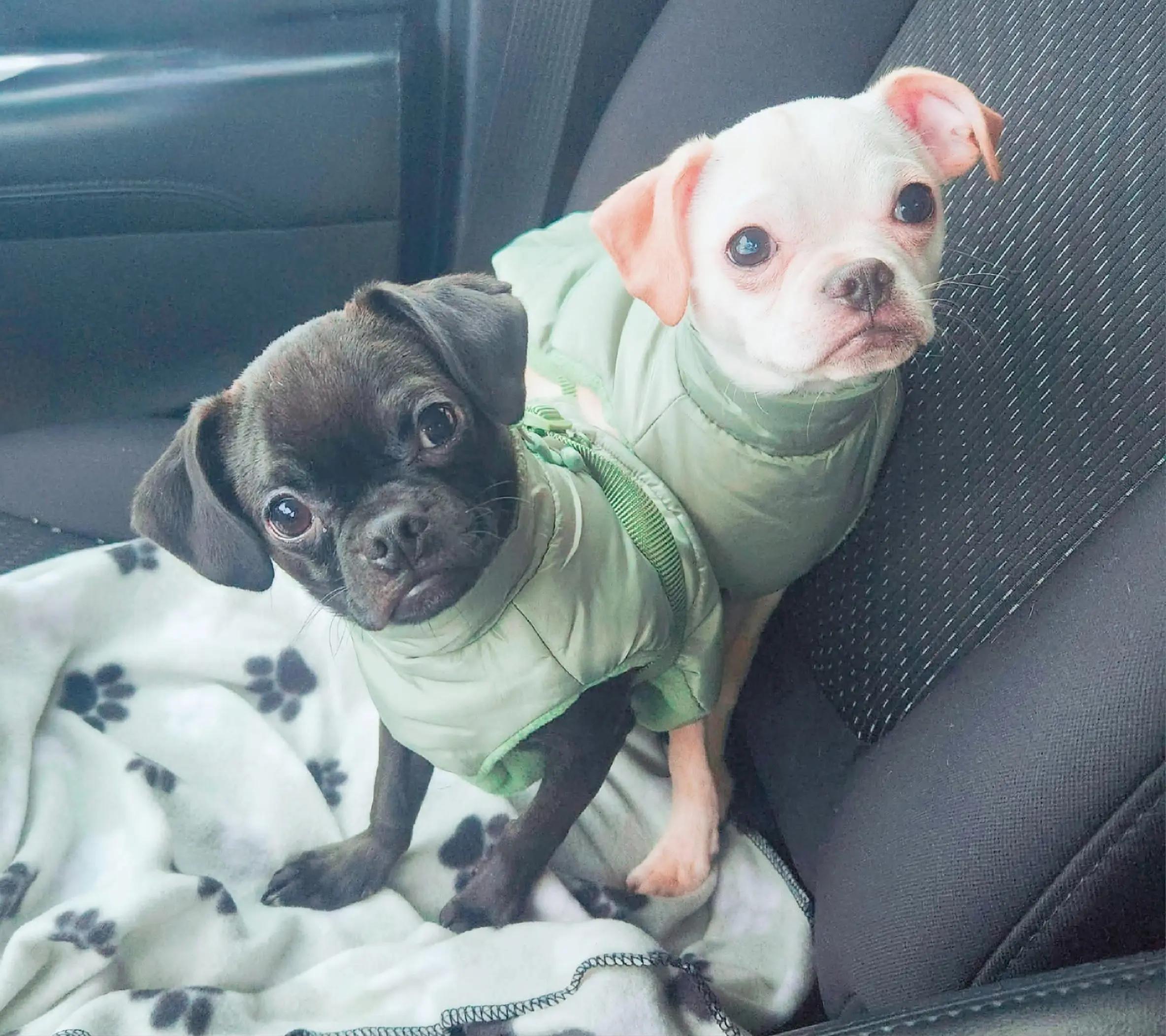 @chihuahuaxlovers