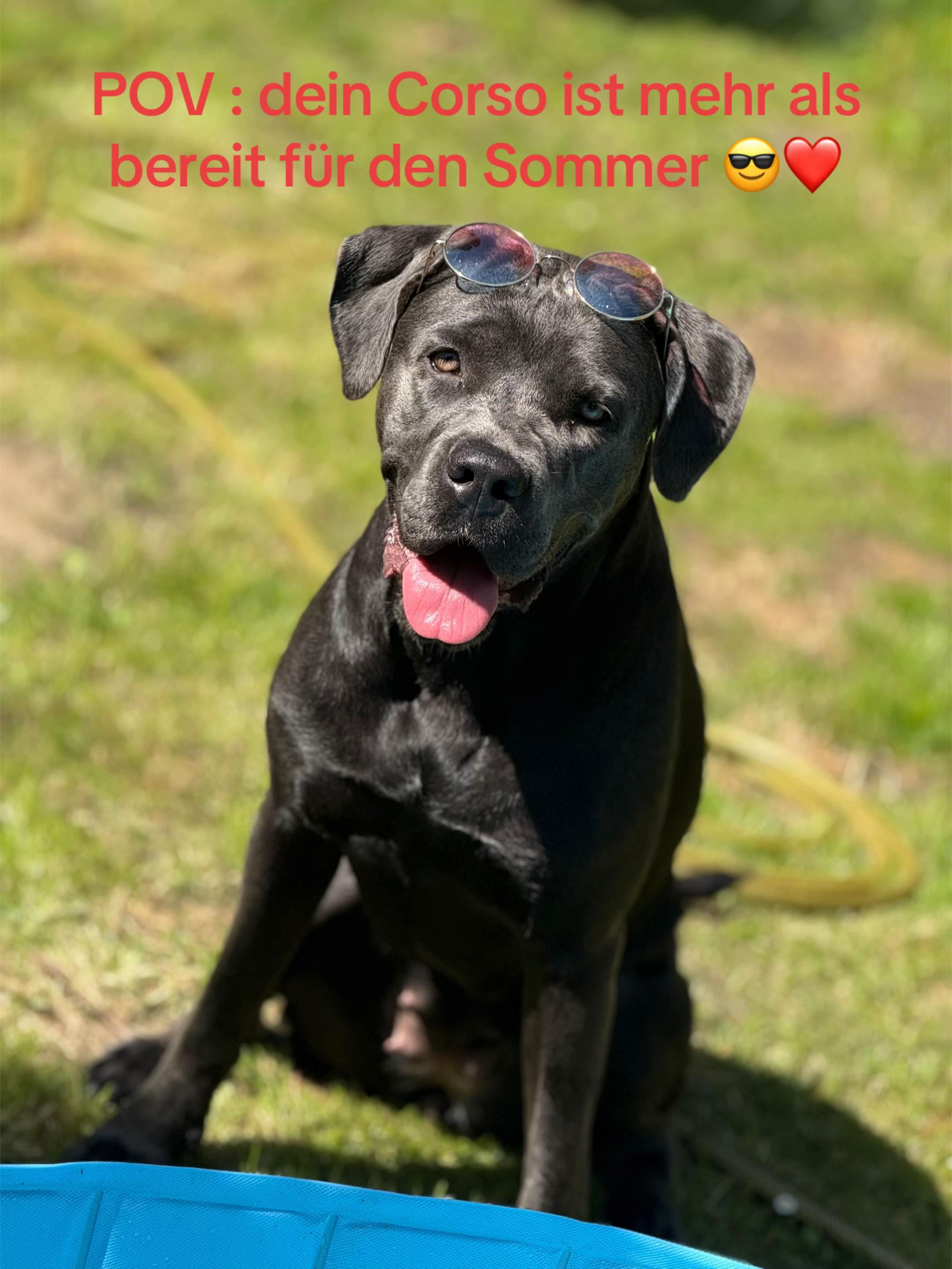 @Cane Corso Ayra 🐾