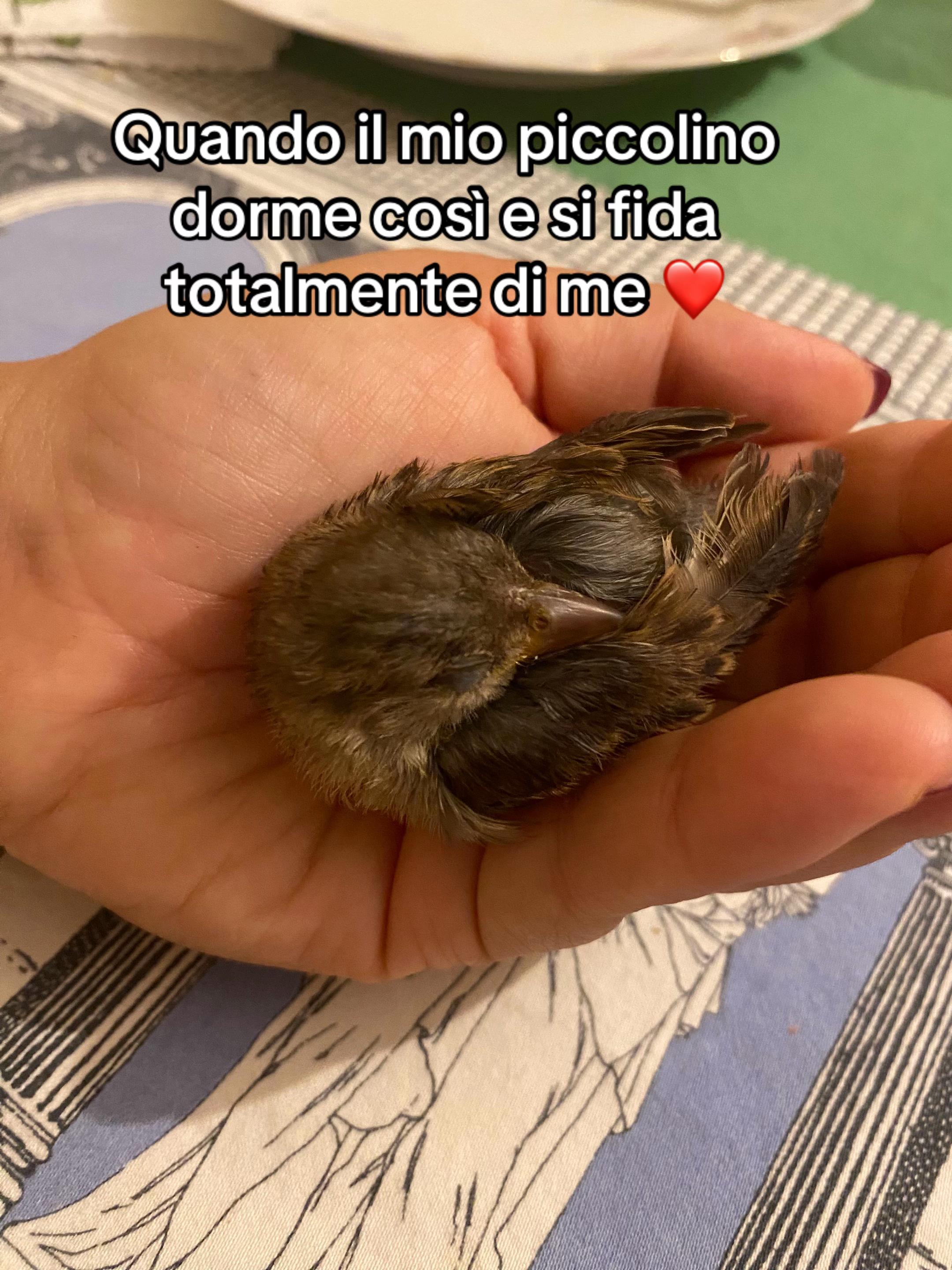 @Ponyclubilgattoelavolpe