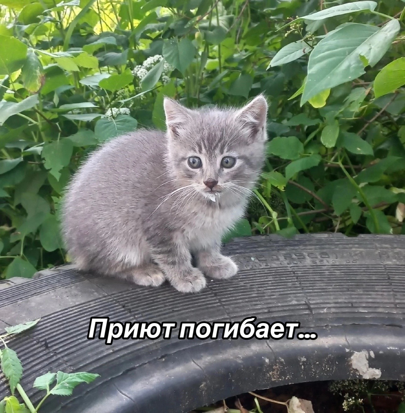 @Приют для животных Потеряшка