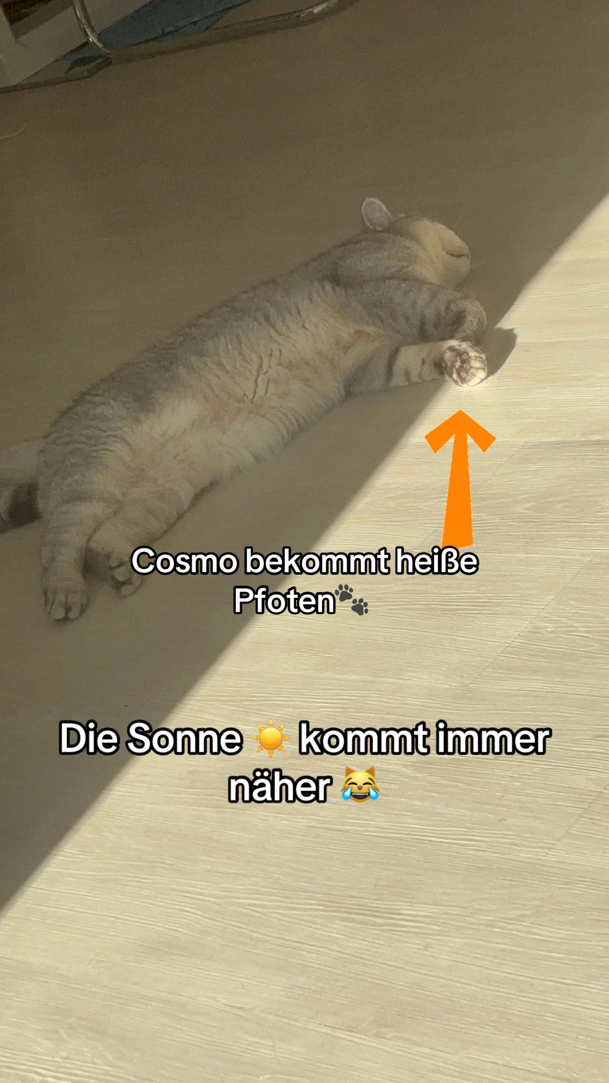 @Backet&Cosmo