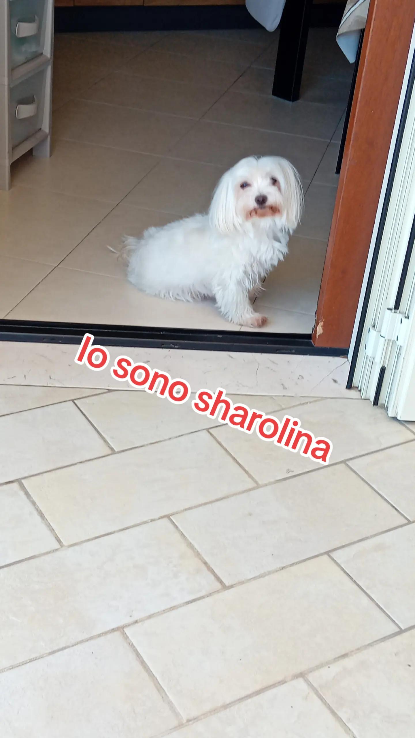 @L..T