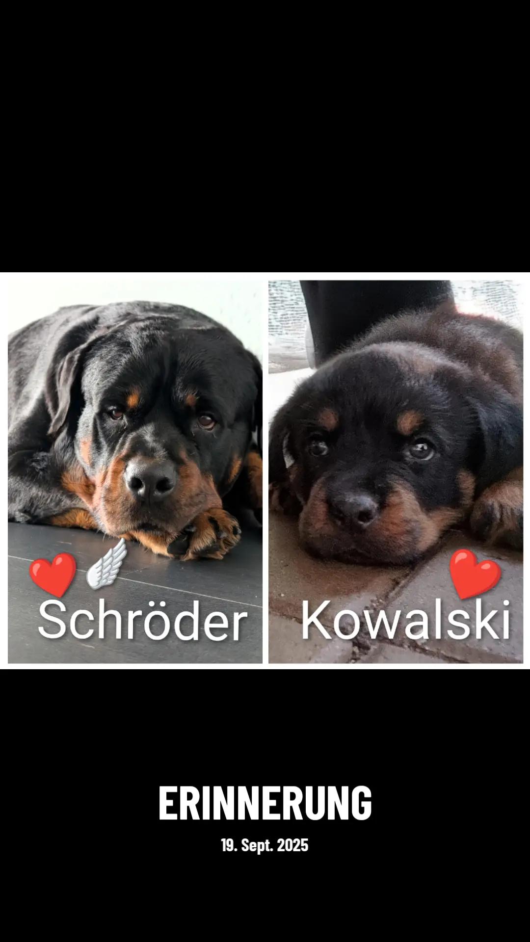 @Nicole❤️Schröder🖤Kowalski ❤️