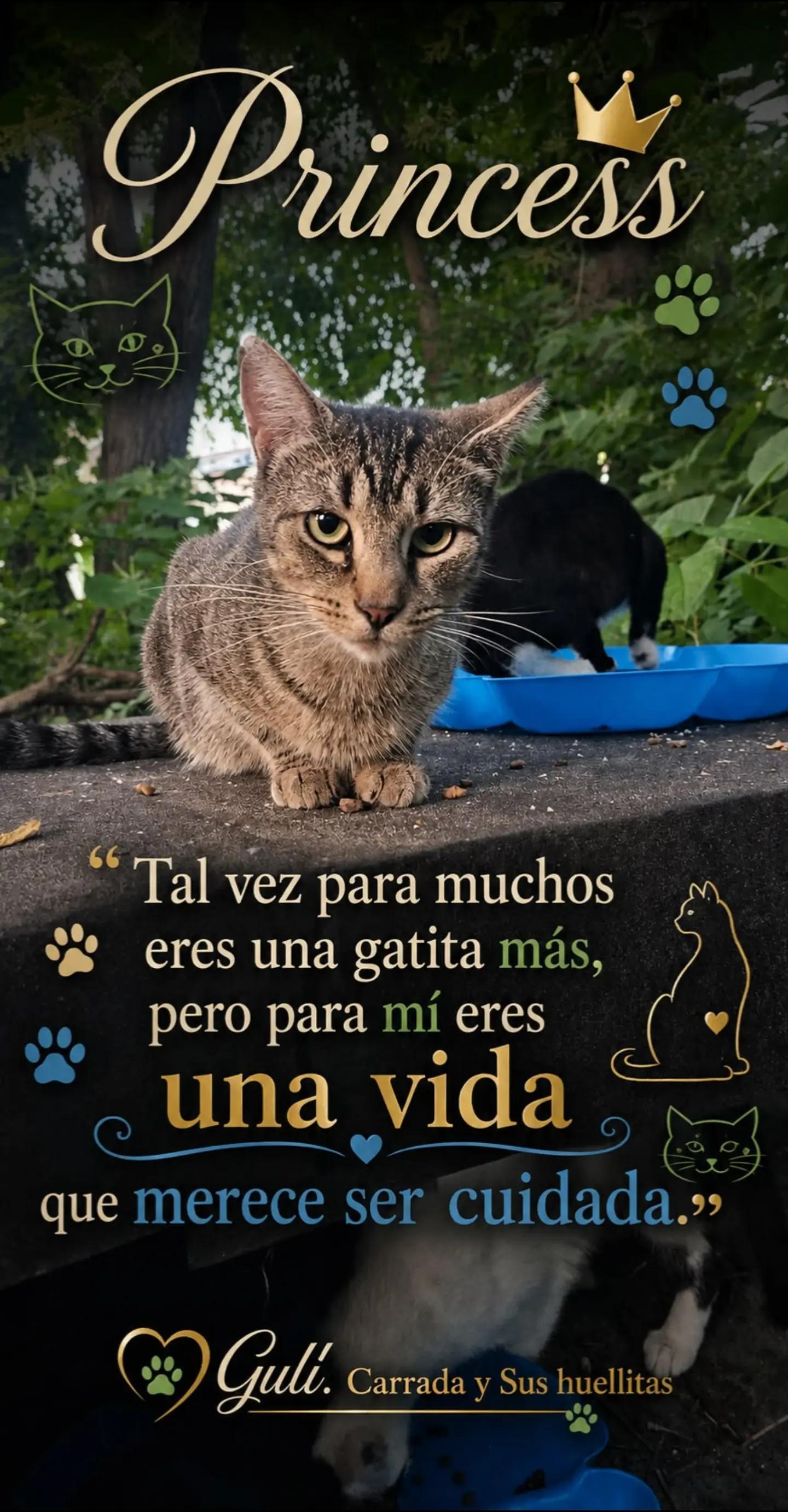 @🇲🇽Guli.Carrada 🐈&zwj;⬛