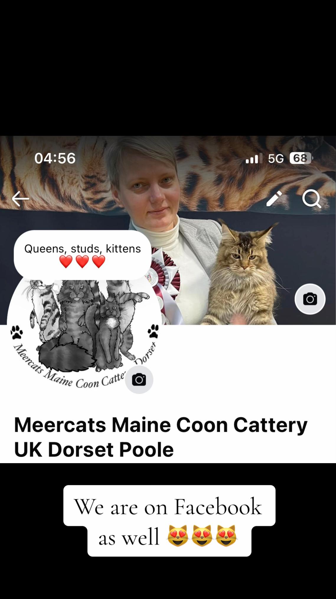 @Meercats MaineCoon
