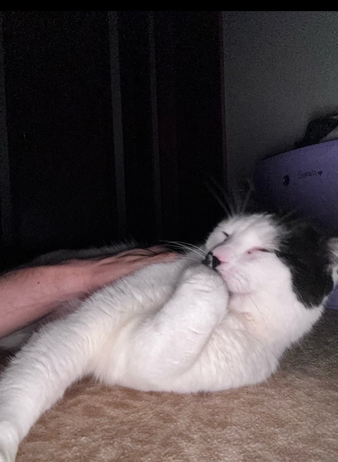 @Bratcats