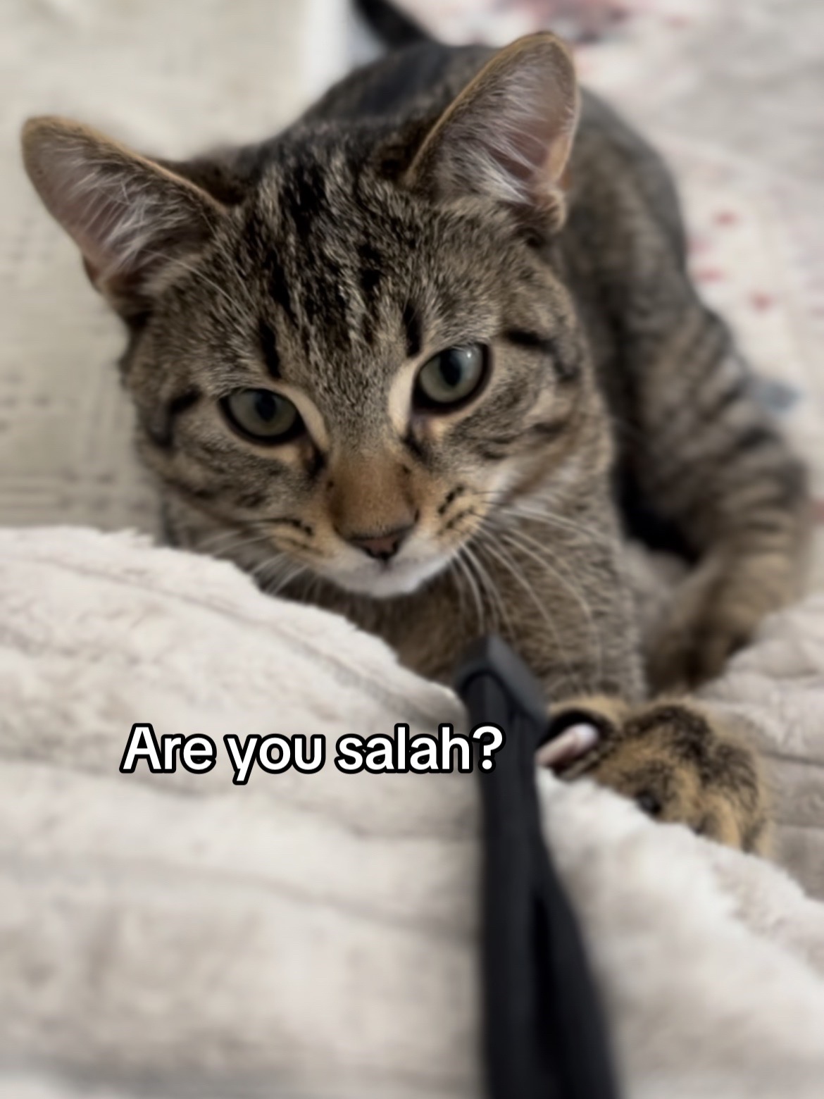 @Haadi 🐱