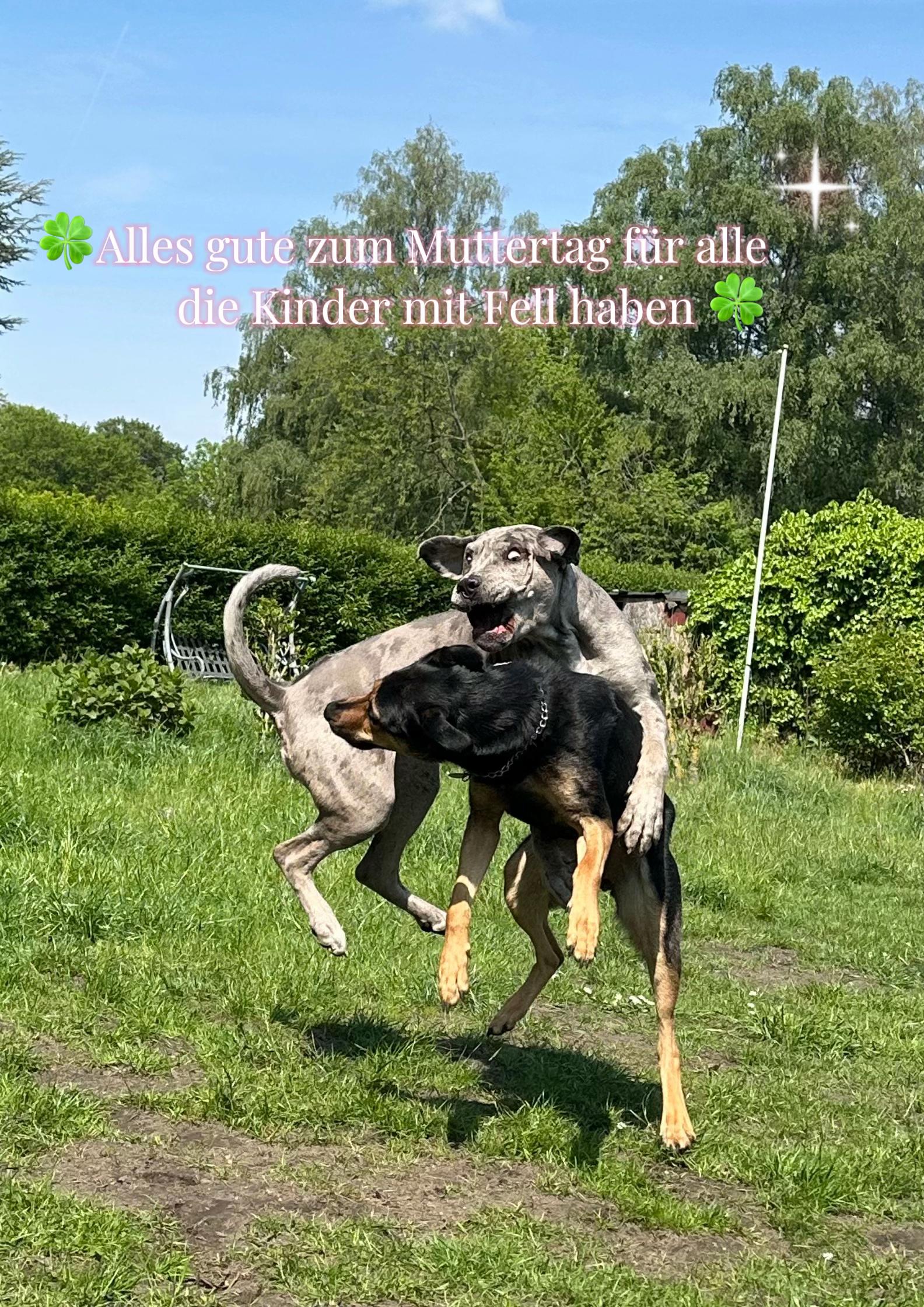 @✨Lou~CaNeCorSo✨