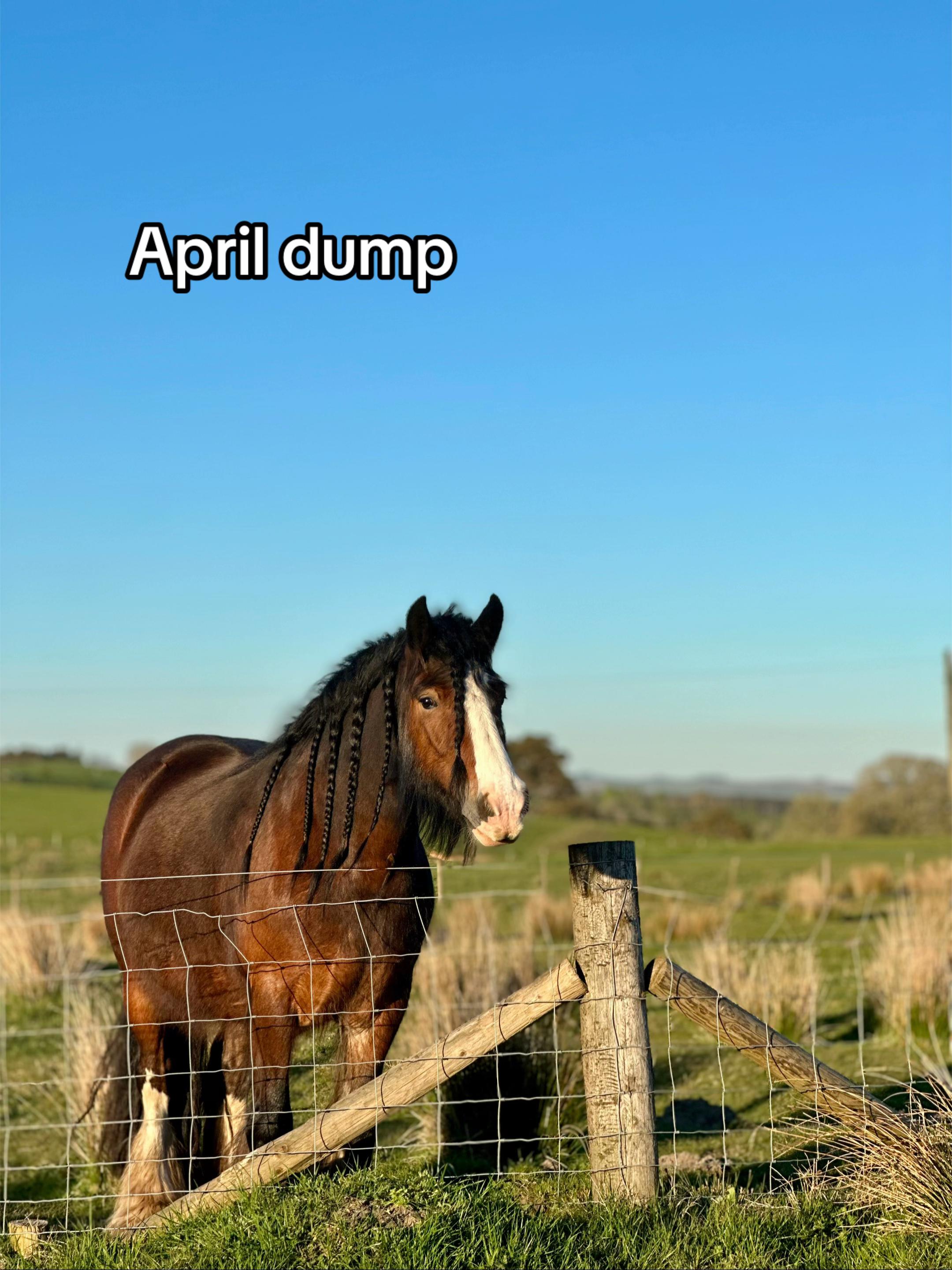 @Ellie 🐴🏎️