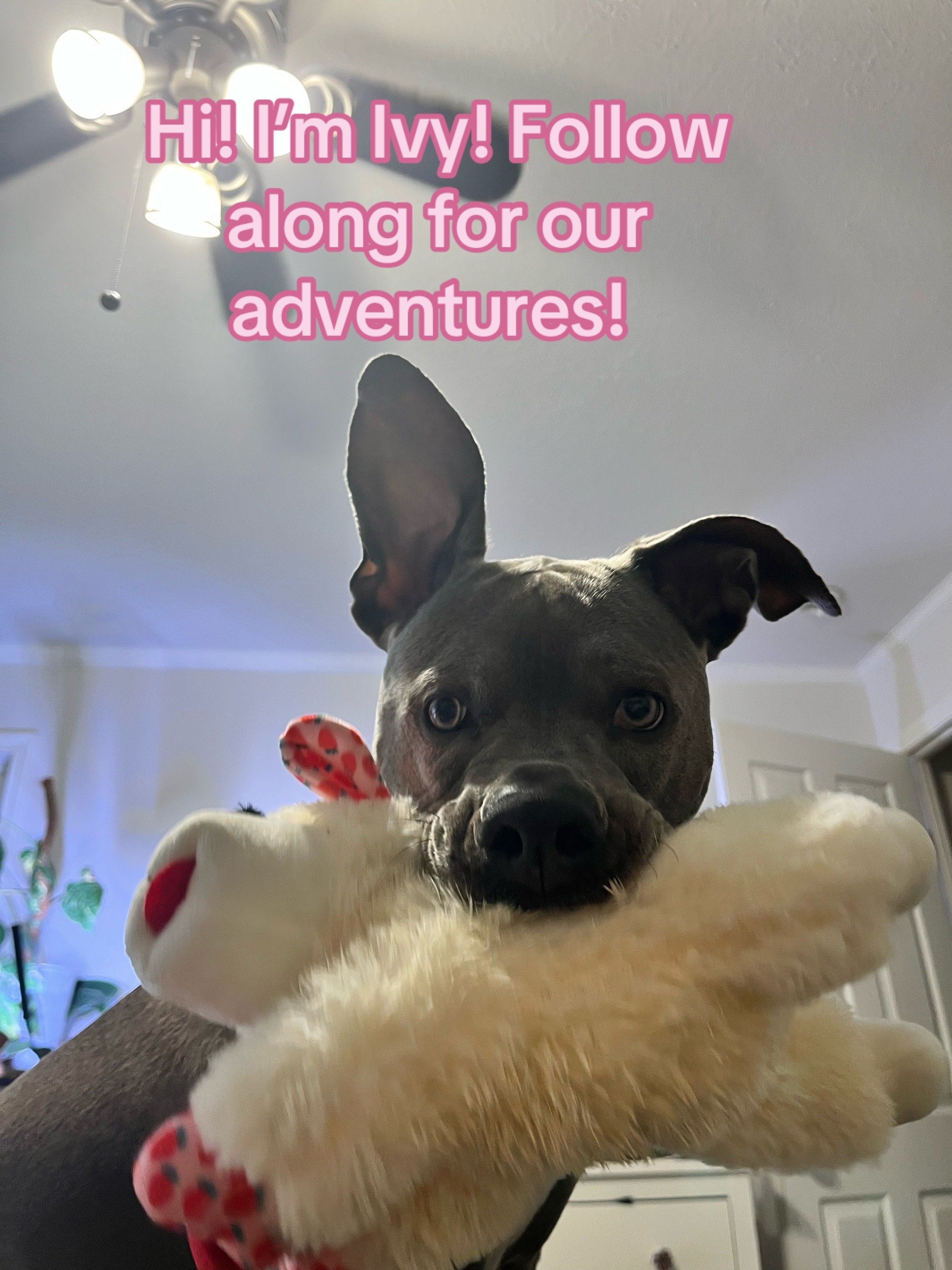 @Ivy the pitty