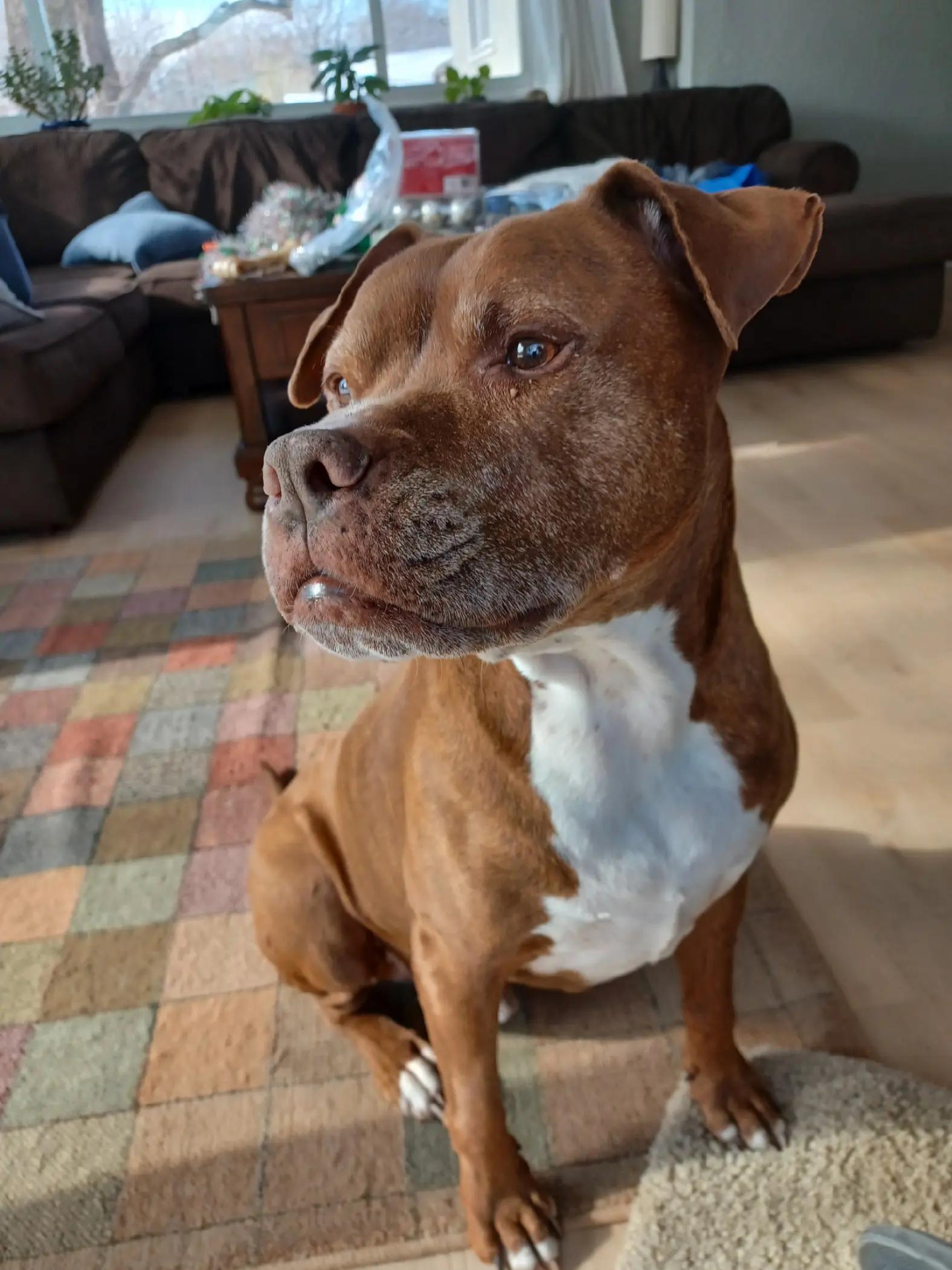 @dogdad.of.luka