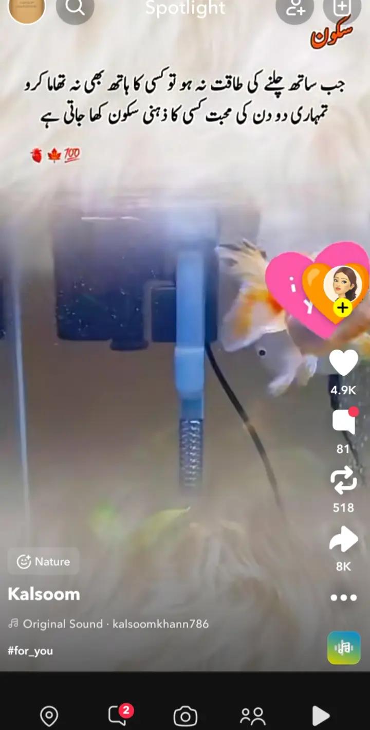 @Roshani_روشنی ✨
