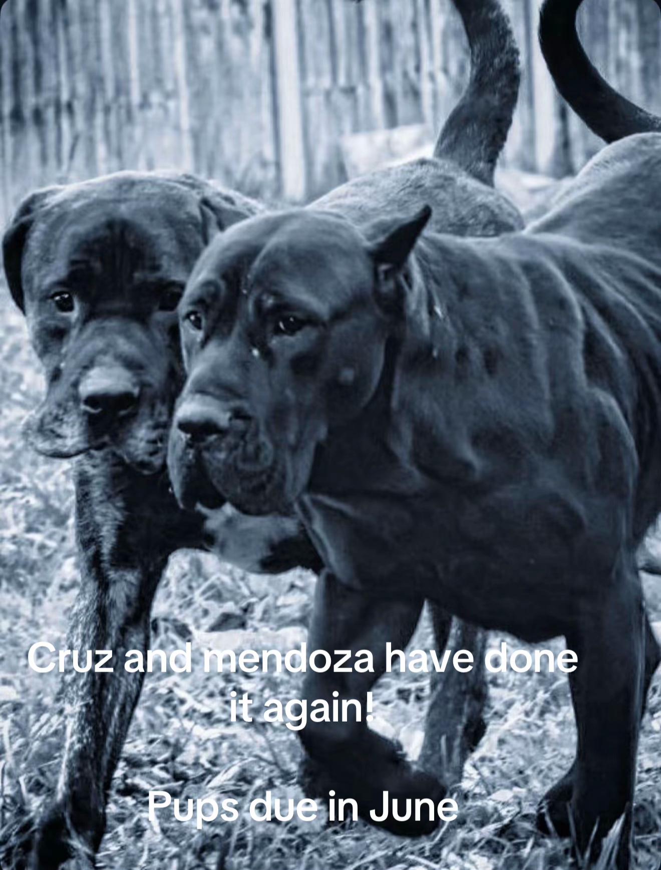 @Sicariosk9