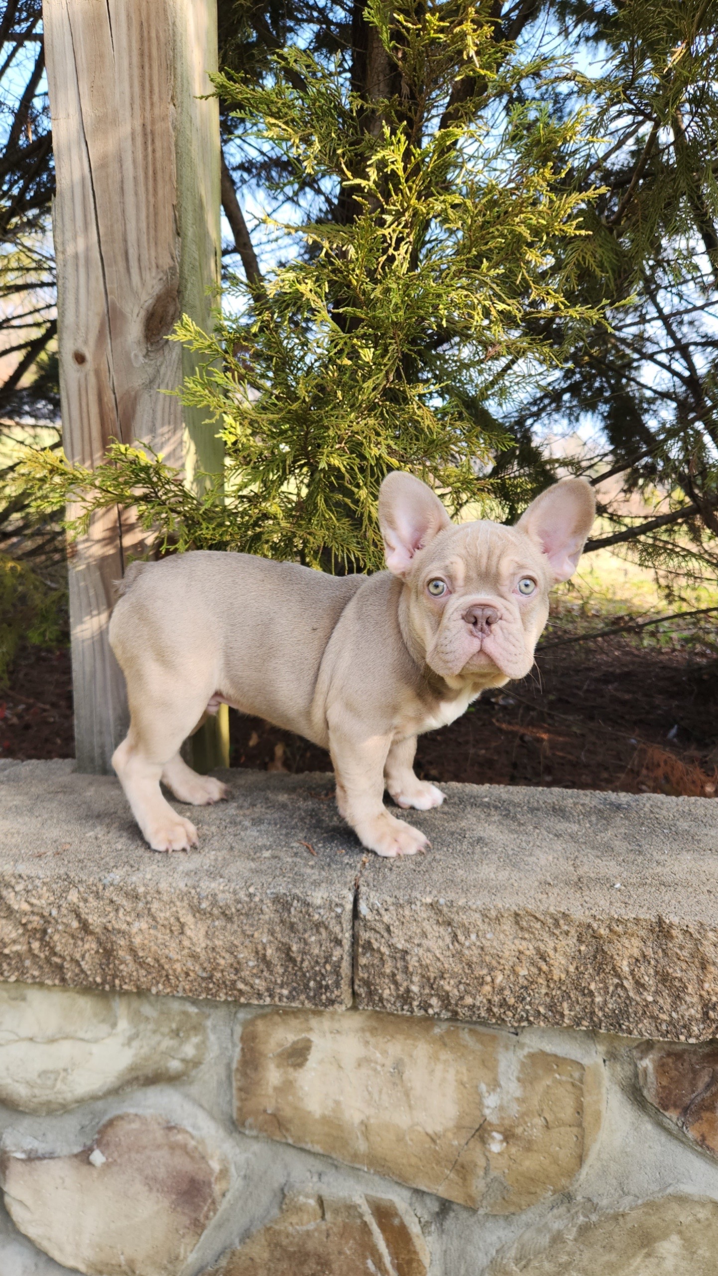 @⭐️ 5 Starr Frenchies ⭐️