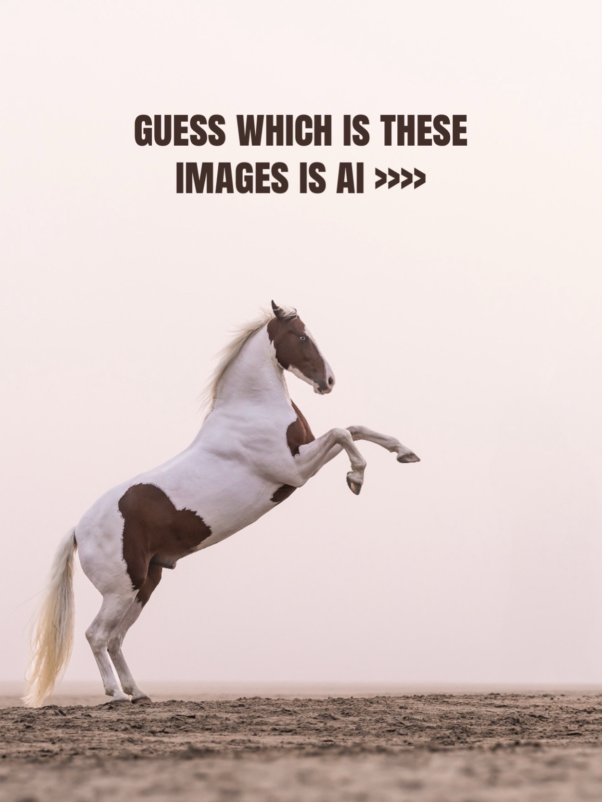 @Tisha 📸🦄 Equestrian&ensp;Photog