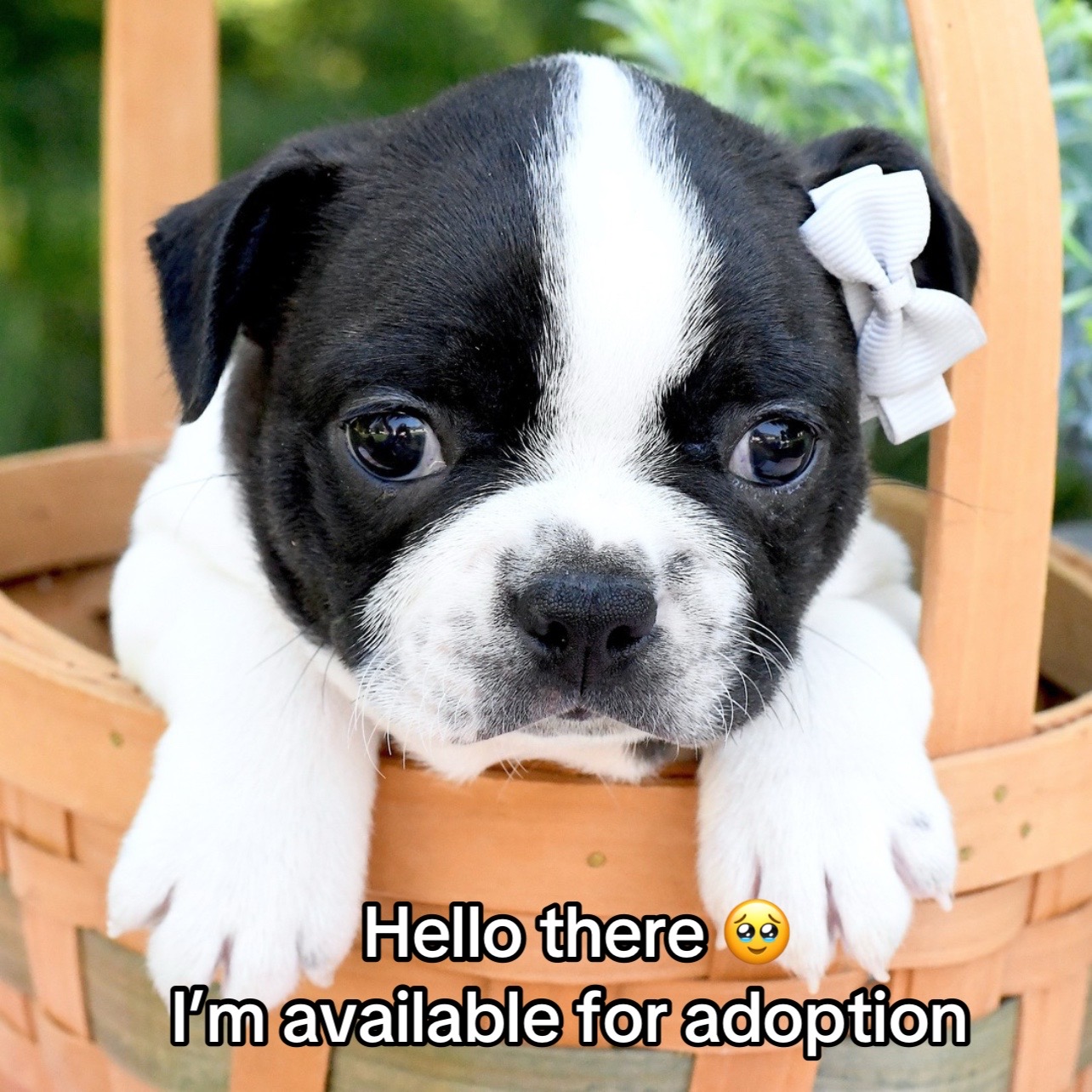 @Boston terriers for adoption